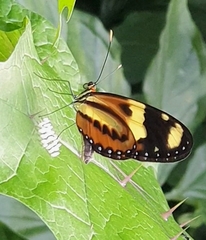 Mechanitis lysimnia nesaea