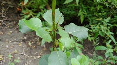 Populus