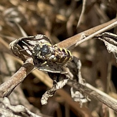 Dianthidium