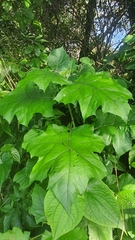 Mechanitis lysimnia nesaea