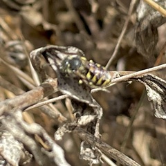 Dianthidium