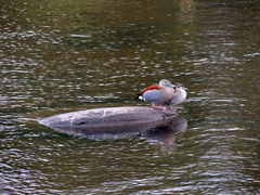 Callonetta leucophrys