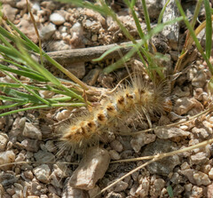 Pygarctia roseicapitis