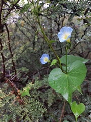 Ipomoea cardiophylla