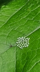 Mechanitis lysimnia nesaea