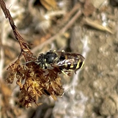 Dianthidium
