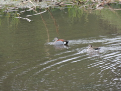 Callonetta leucophrys