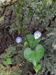 Ipomoea cardiophylla