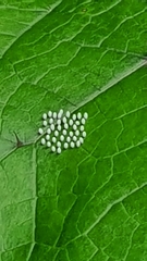 Mechanitis lysimnia nesaea