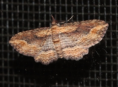 Chloroclystis filata