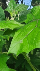 Mechanitis lysimnia nesaea