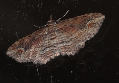 Chloroclystis filata