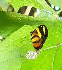 Mechanitis lysimnia nesaea