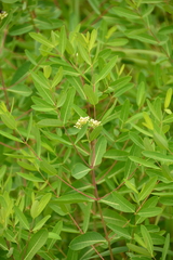 Apocynum
