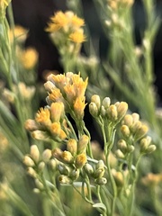 Euthamia occidentalis