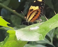 Mechanitis lysimnia nesaea