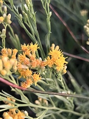 Euthamia occidentalis