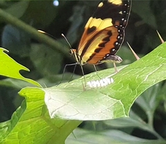 Mechanitis lysimnia nesaea