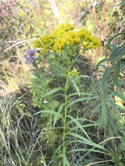 Solidago riddellii