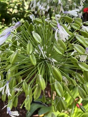 Agapanthus