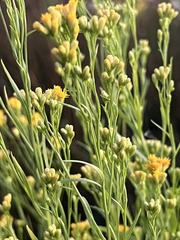 Euthamia occidentalis