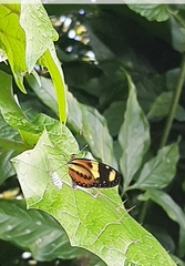 Mechanitis lysimnia nesaea