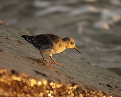 Calidris maritima