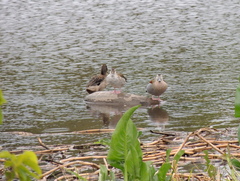 Callonetta leucophrys