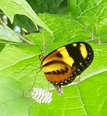 Mechanitis lysimnia nesaea