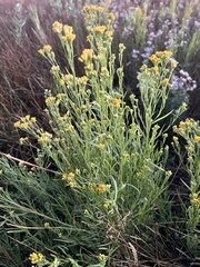 Euthamia occidentalis