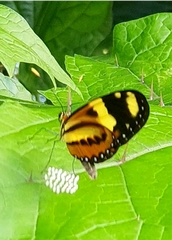 Mechanitis lysimnia nesaea