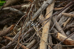 Libellula forensis