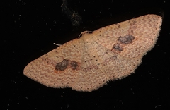 Epicyme rubropunctaria