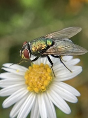 Lucilia