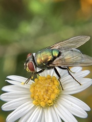 Lucilia