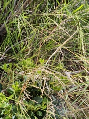 Diplachne fusca