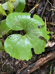 Sanguinaria canadensis
