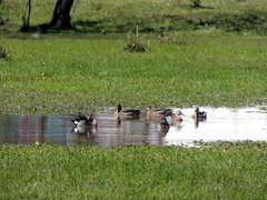 Callonetta leucophrys