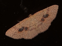 Epicyme rubropunctaria