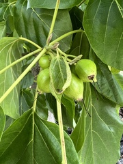 Cordia subcordata
