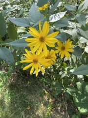 Helianthus decapetalus