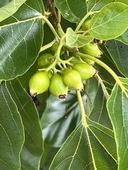 Cordia subcordata