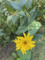 Helianthus decapetalus