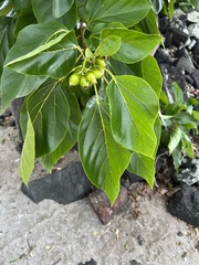 Cordia subcordata