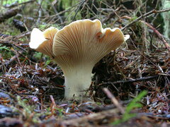 Cantharellus subalbidus