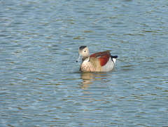 Callonetta leucophrys