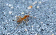 Lasius neoniger