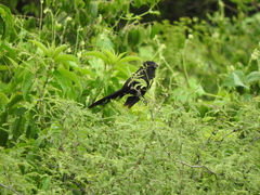 Crotophaga sulcirostris