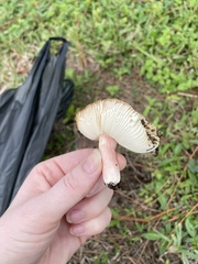 Russula amoenolens