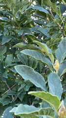 Magnolia × soulangeana